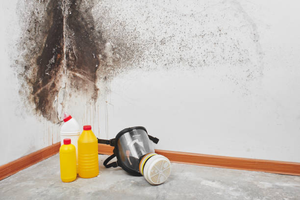 Best Commercial Mold Removal  in Avodo Heights, CA