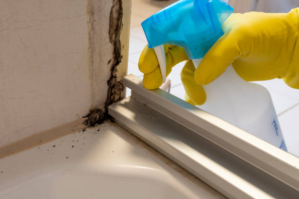Best Mold Damage Repair  in Avodo Heights, CA