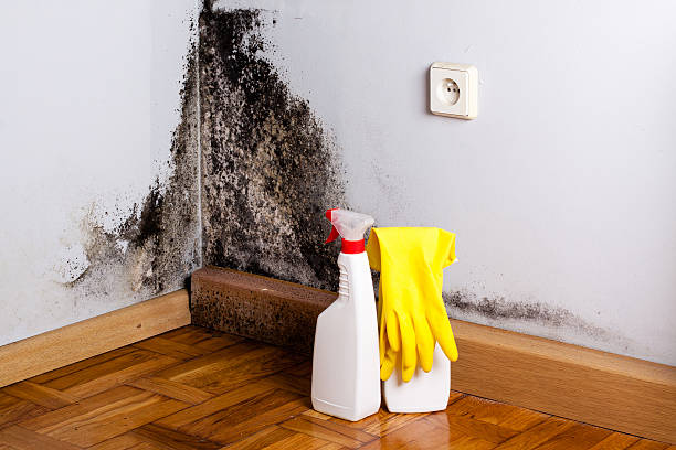 Best Attic Mold Removal  in Avodo Heights, CA