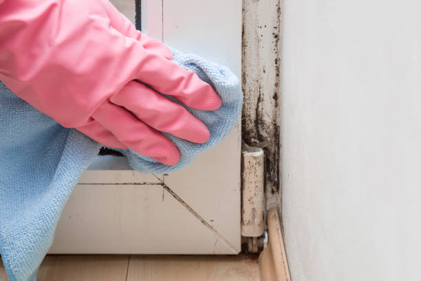 Best Crawl Space Mold Removal  in Avodo Heights, CA