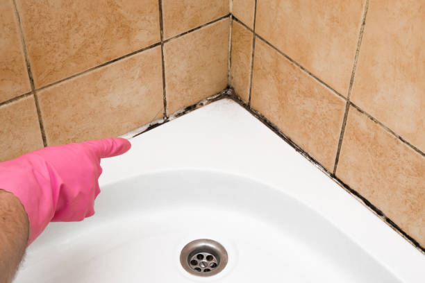 Best Emergency Mold Removal  in Avodo Heights, CA